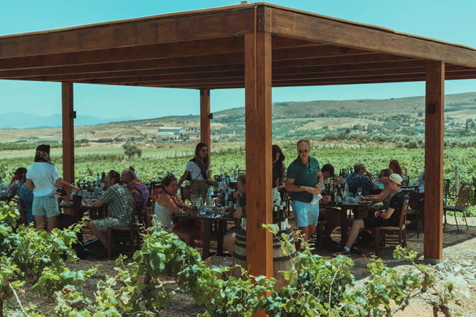 Private tour featuring Cretan wine and countryside scenery